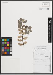 Foto von Salix appendiculata Vill.